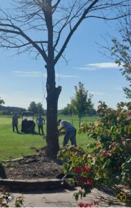 golf course improvement committee trimming a tree on the course
